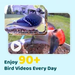 غذا دهنده هوشمند پرندگان برند Birdfy - Image 3